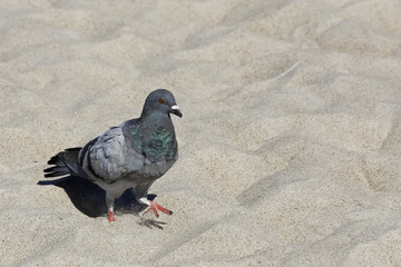 The pigeon walks on the sandy beach