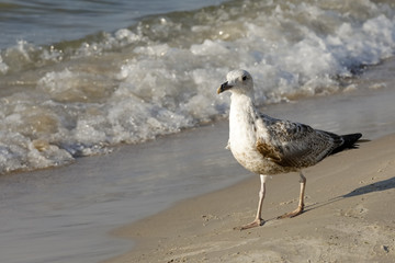 The sea gull walks along the sea shore