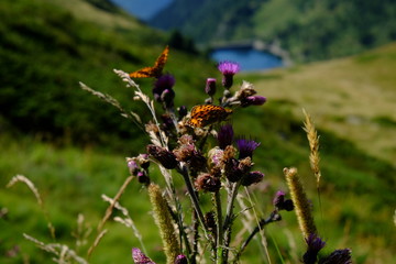 Fiori di montagna in primo piano, sullo sfondo una diga a fondo valle