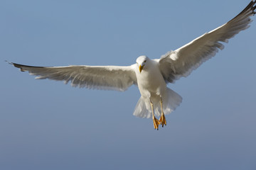 Fototapeta na wymiar The seagull looks for food