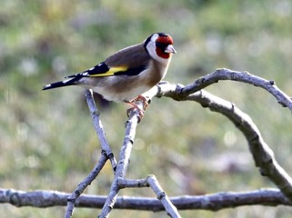 UN CHARDONNERET ELEGANT SUR SA BRANCHE
