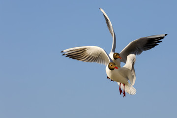Two seagulls on flight against blue sky