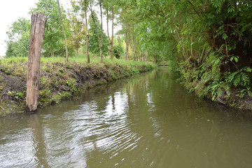 Promenade en barque sur les canaux du marais poitevin à Maillezais en Vendée.