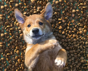 happy and contented dog lies on a large quantity of dry food. Puppy inside a big mound or cluster of food - 217183693