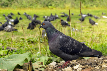 typical urban dove closeup against the background of its blurred brethren grazing on the lawn