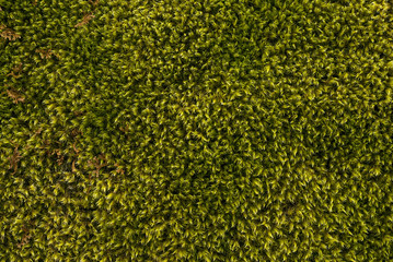 background, texture - natural moss, top view