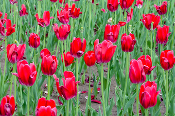 Obraz premium Beautiful Red Tulips, Darwin Hybrid Red Tulips in a flowerbed. Red tulips flower bloom on red tulips flowers background.