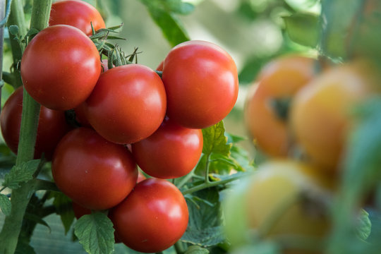 Ripe red tomato