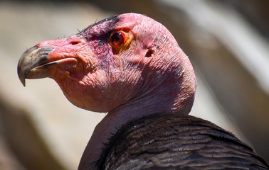 Powerful California Condor