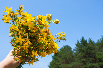 Saint John's wort medical herb, blooming flower close up, colorful and vivid plant, natural...