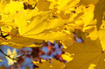 Golden Maple Leaves Exhibiting the Elegance of Autumn