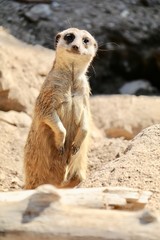 LE SURICATE FAIT LE GUET
