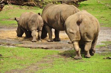 Fototapeta premium Rhino