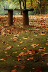 Banco junto al camino entre hojas caídas