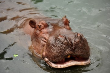 Hippo