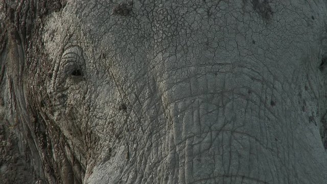 African Elephant (Loxodonta africana) bull in grasslands, Amboseli N.P., Kenya