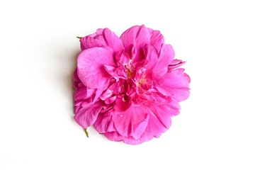 Pink rose on white background.