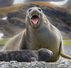 Fototapeta premium Female elephant seal with newborn screaming.CR2