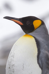 King penguin left profile with sand on chest from sliding.CR2