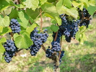 Cépages du Markgräflerland dans le sud de l'Allemagne. Grappes de raisin du terroir des collines de Tullingen