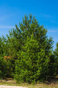 Forest summer landscape, pine trees nature background