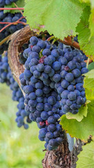 Fototapeta premium Cépages du Markgräflerland dans le sud de l'Allemagne. Grappes de raisin du terroir des collines de Tullingen