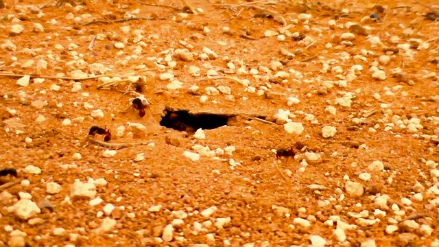 Desert Ants