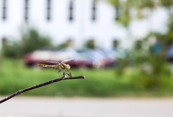 Green dragonfly on a branch close up