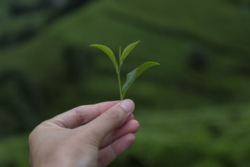 fresh tea sprouts in the hand and tea field.