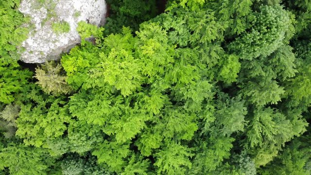 Flug &uuml;ber einen Wald - Kamera senkrecht von oben
