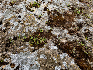 Rock -  Surface - Texture