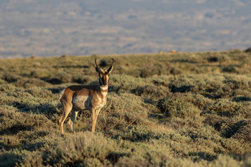 Pronghorn Antelope Buck