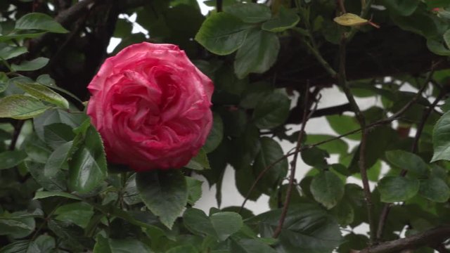 Slow Motion Rose Flower