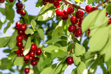 cherry growing on a branch against a blue sky background