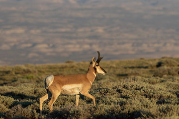 Pronghorn Antelope Buck