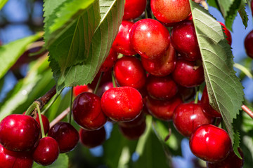 cherry growing on a branch against a blue sky background