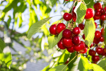 cherry growing on a branch against a blue sky background