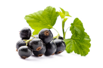 Branch of ripe black currant