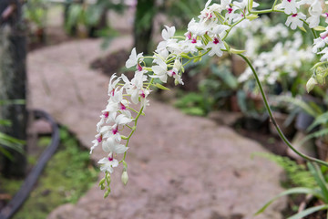 Surprising in their beauty, flowering multicolored orchids grow in the orchidarium.