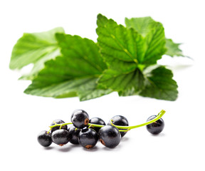 Big ripe bunch of blackcurrant and green leaves on white background