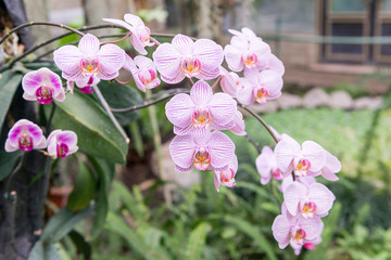 Surprising in their beauty, flowering multicolored orchids grow in the orchidarium.