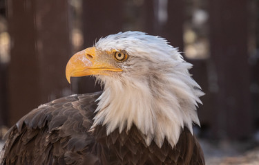 Bald eagle close up portrait