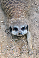 Portrait of a cute meerkat lying on the ground, streching and looking into the camera