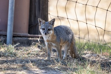 Catalina Island Fox resting in the shade by a fence 