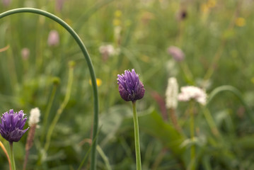 half-open flower of wild onion chives close-up on blurred grass background..