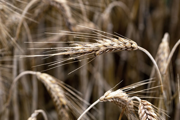 ears of rye