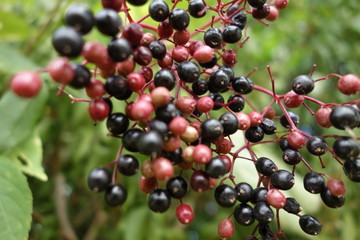 Holunderbeeren