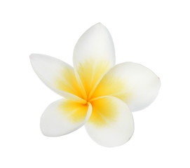 Naklejka na ściany i meble Frangipani flower isolated on white background