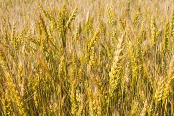 Wheat plants close up, wheat herbs growing in the field