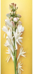 A bouquet of white tuberose flowers. It’s a very nice symbol for celebration and festival 